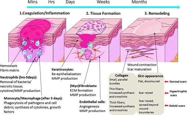 Fibronectin and ECM