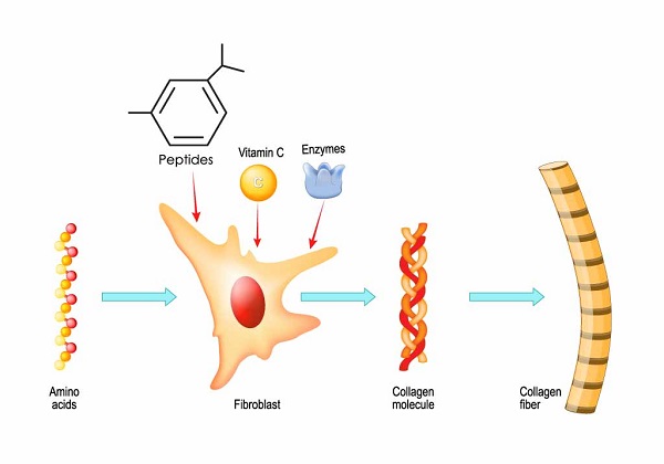 Peptide skincare mechanism