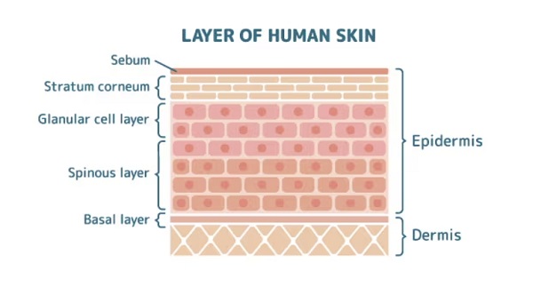 Skin barrier brick and mortar structure